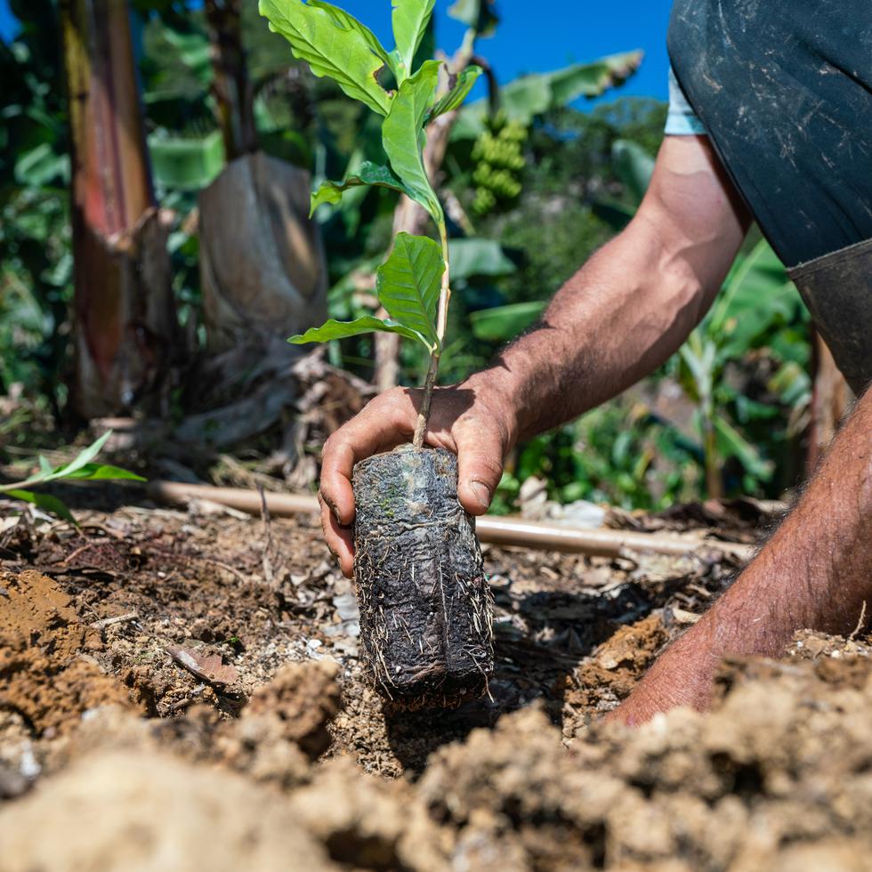 Iniciativa local, 
REVIVE EL CAFETAL PUERTORRIQUEÑO, 
sobrepasa el medio millón de árboles de café distribuidos. Hispanic Federation Puerto Rico