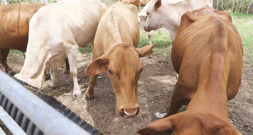 Ante la falta de un reglamento fuerte que regule la calidad de los alimentos de ganado, se propicia una baja en la productividad lechera en al menos un 20%. (GFR Media)