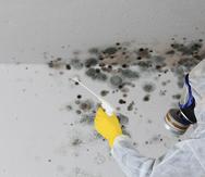 Imagen muestra a una persona mientras intenta eliminar moho de unas paredes.