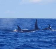 Orcas en Puerto Rico, 5 millas de San Juan. Fotos tomadas por un pescador de Aguja Azul, en 2010.  (Suministrada)