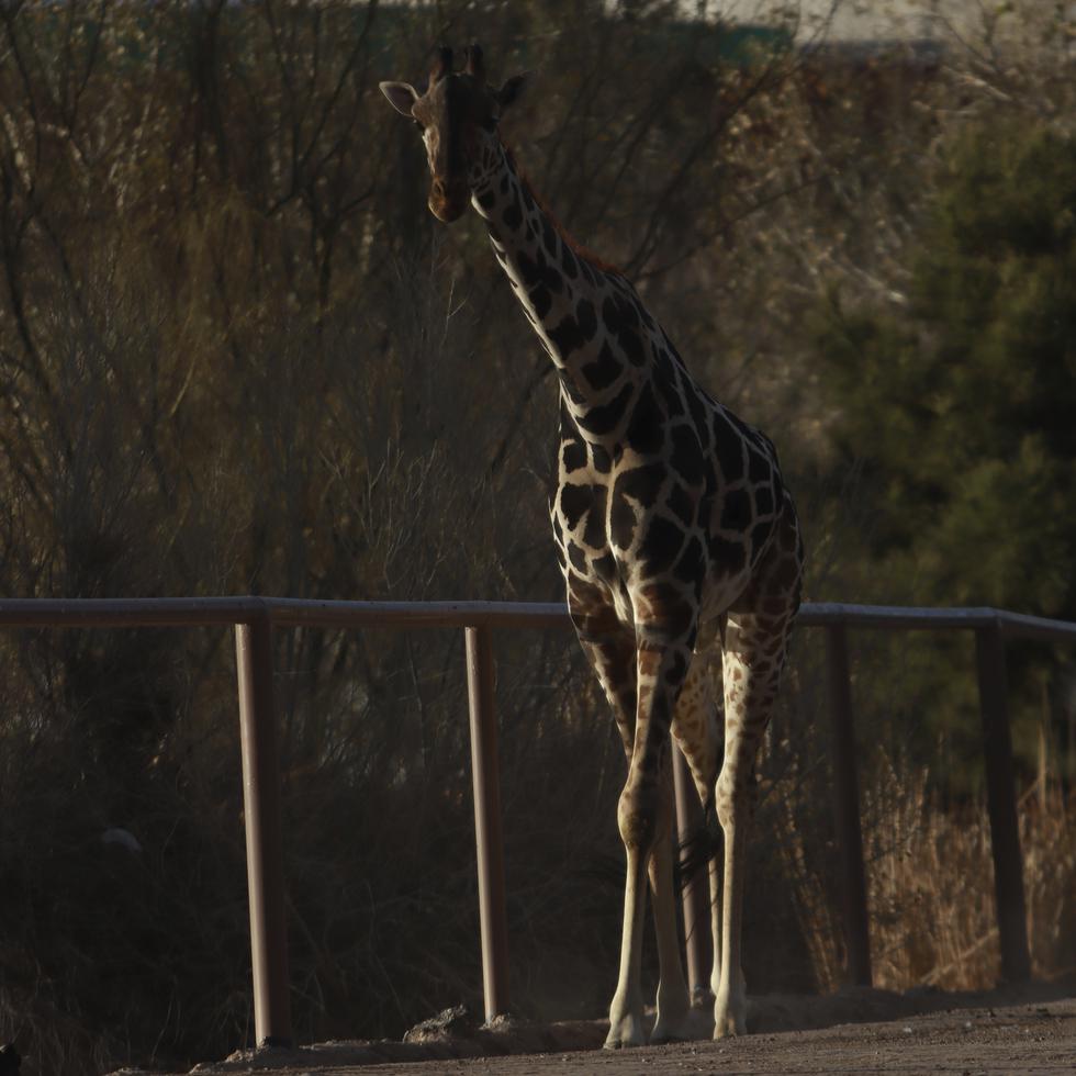 Tras presiones ejercidas por grupos ambientalistas, la jirafa Benito es trasladada del zoológico estatal Parque Central en México, donde permanecía sola y expuesta a frías temperaturas impropias de su hábitat natural.