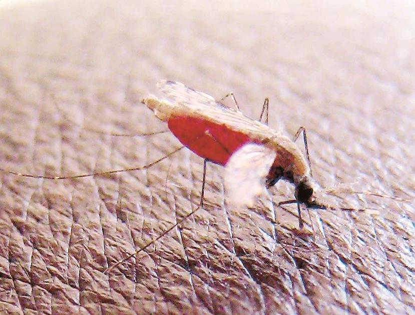 La malaria es causada por el parásito plasmodium, transmitido por la picada del mosquito Anopheles gambiae. (EFE / Stephen Morrison)