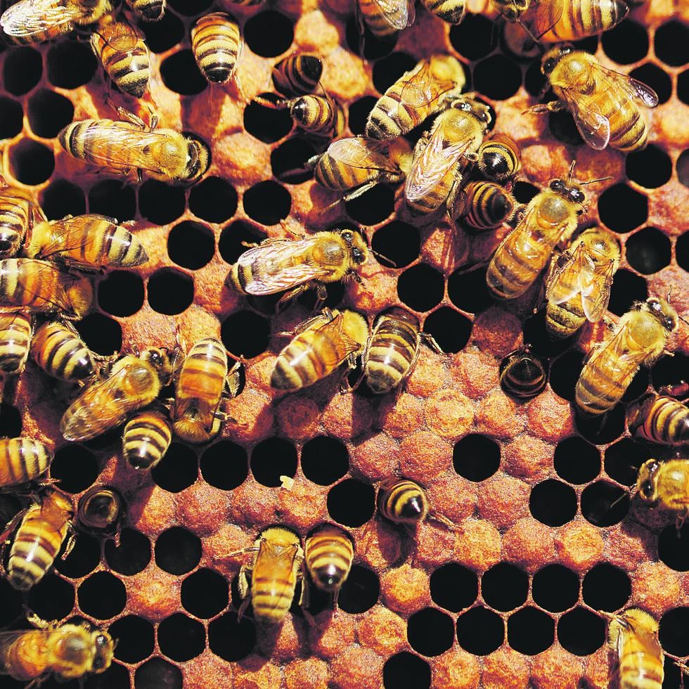 La población estimada en el apiario de la Reserva Natural Hacienda La Esperanza es de dos millones de abejas. Son abejas africanizadas.