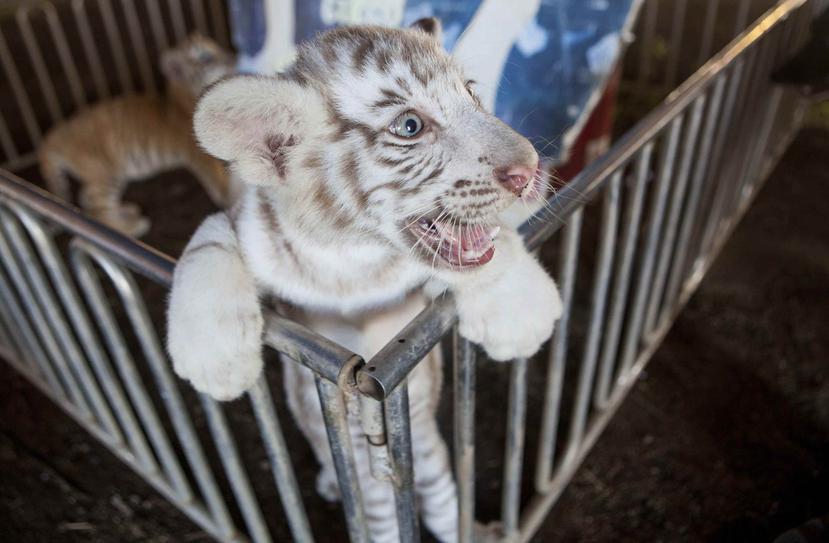 Tres tigres de bengala, uno de ellos albino, nacieron en cautiverio en el circo mexicano Renato, en Managua, Nicaragua. (EFE/Mario López)