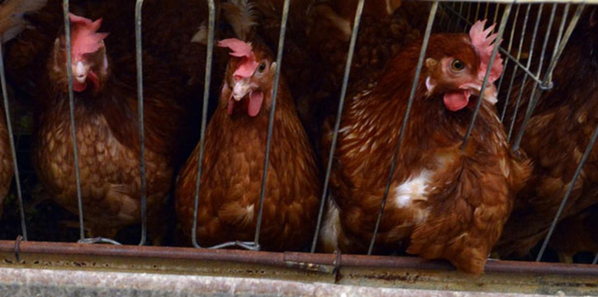 Las pérdidas solamente hablando de animales son de aproximadamente $1.5 millones, según el presidente de la Asociación de Productores Avícolas Sur.
