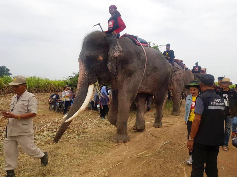 Los elefantes podrían ser útiles porque pueden sentir la presencia humana, dijo uno de los dueños de los animales. (AP)