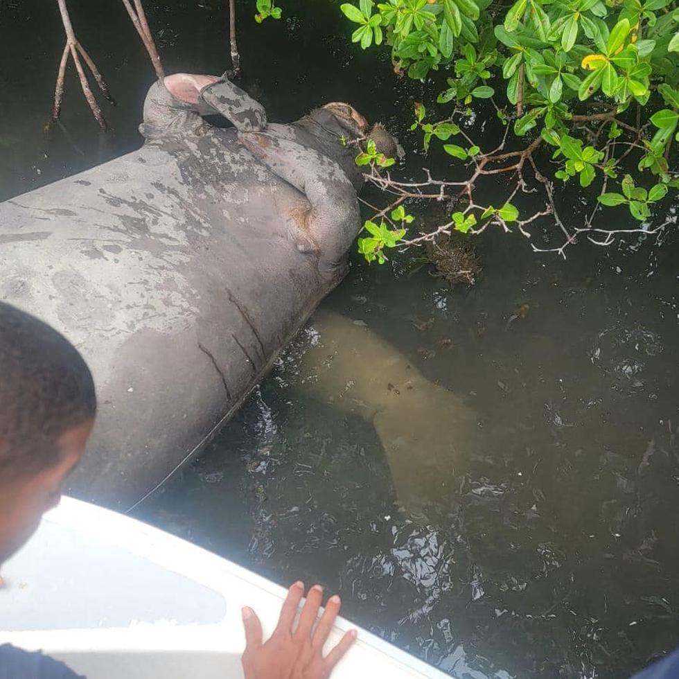 Imagen tomada por personal del DRNA que muestra el cuerpo del manatí que falleció, al igual que una cría nadando debajo.