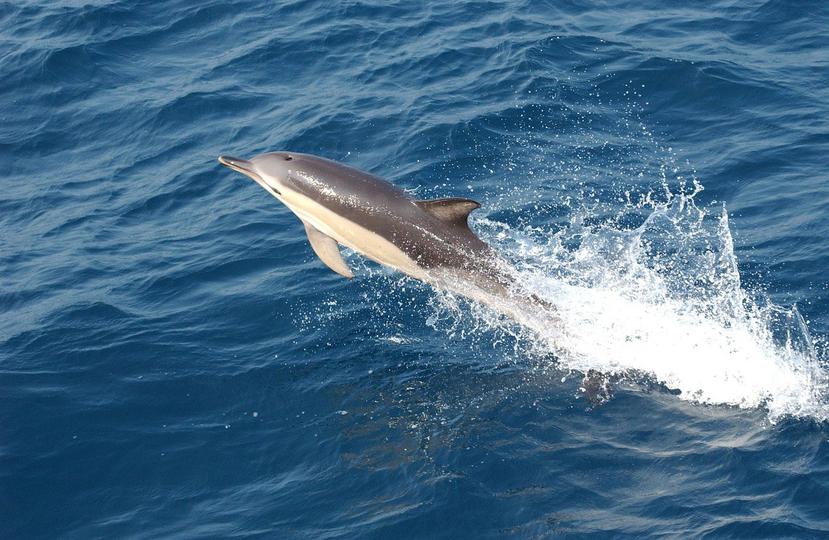 La agencia señala en un reporte que hasta el pasado 20 de diciembre 127 delfines han muerto. (Pixabay)
