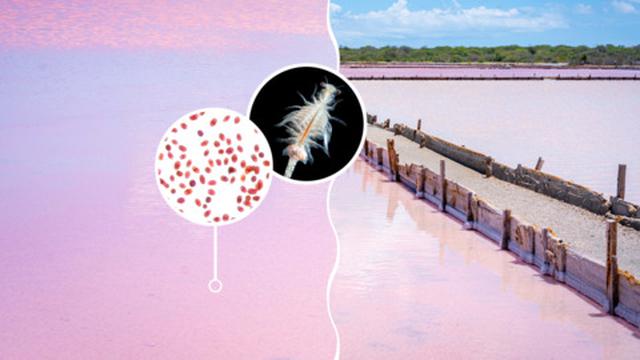 Lo que se esconde en el agua de Las Salinas de Cabo Rojo: ¿por qué es color rosa?