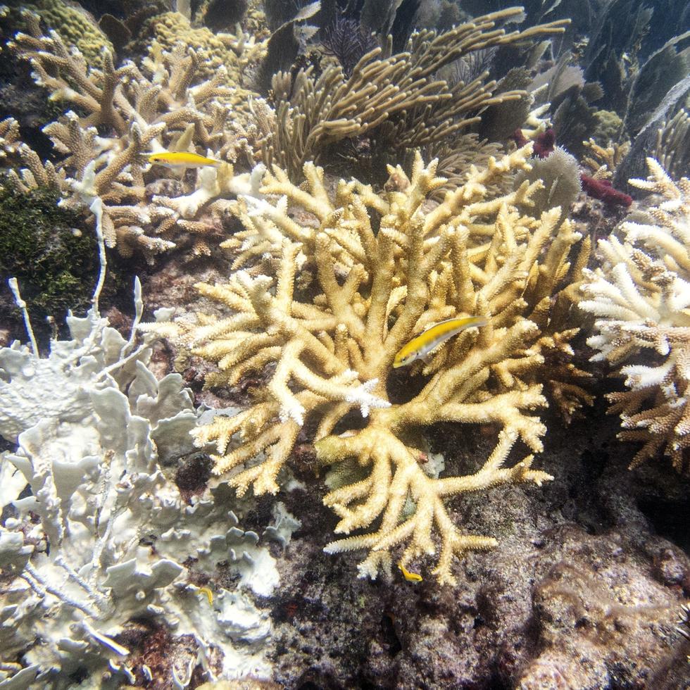 Esta fotografía facilitada por el Laboratorio de Futuros de los Arrecifes de Coral de la Universidad de Miami muestra un coral de fuego y corales cuerno de venado, el jueves 20 de julio de 2023, en el arrecife North Dry Rocks, frente a Cayo Largo, en Florida.