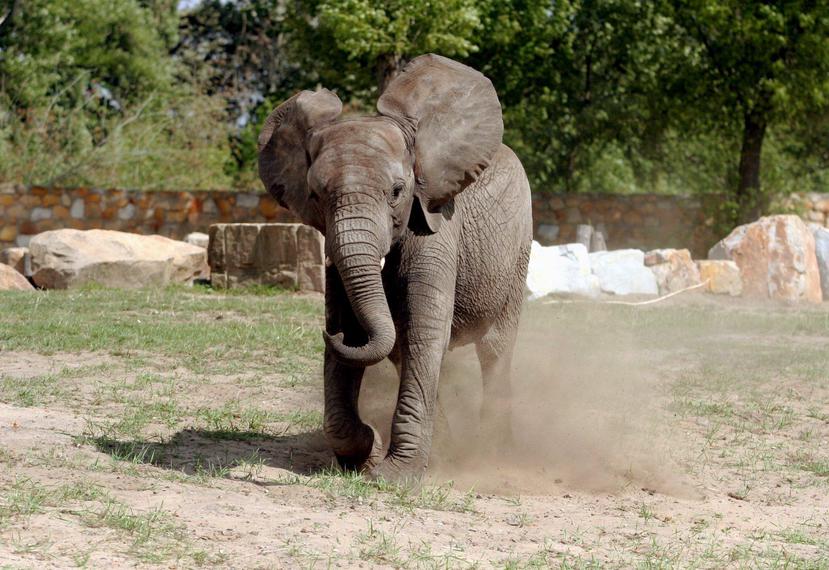 Los ataques de elefantes son comunes en Zimbabwe. (EFE)