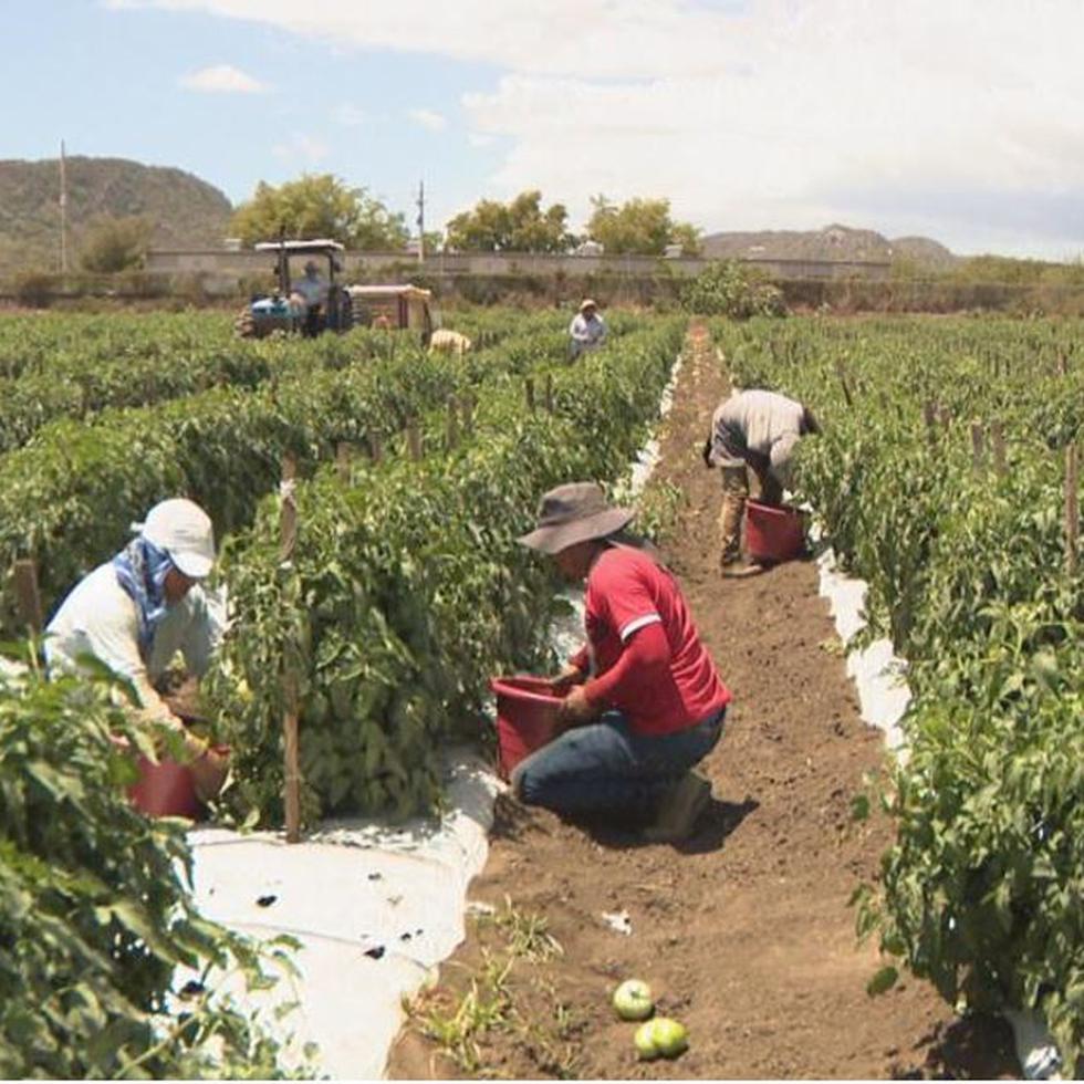 Obreros mexicanos llegan a la Isla para cosechar frutos en finca de Guánica.