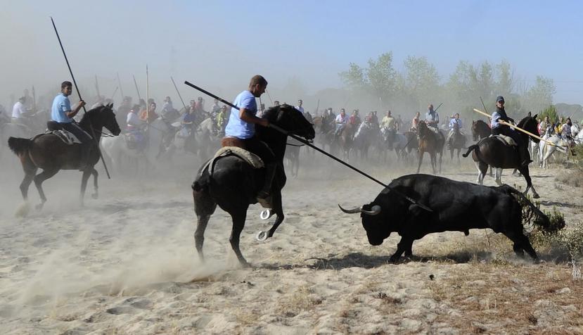 El festival regional Toro de la Vega se celebra cada año en Tordesillas. (AP)