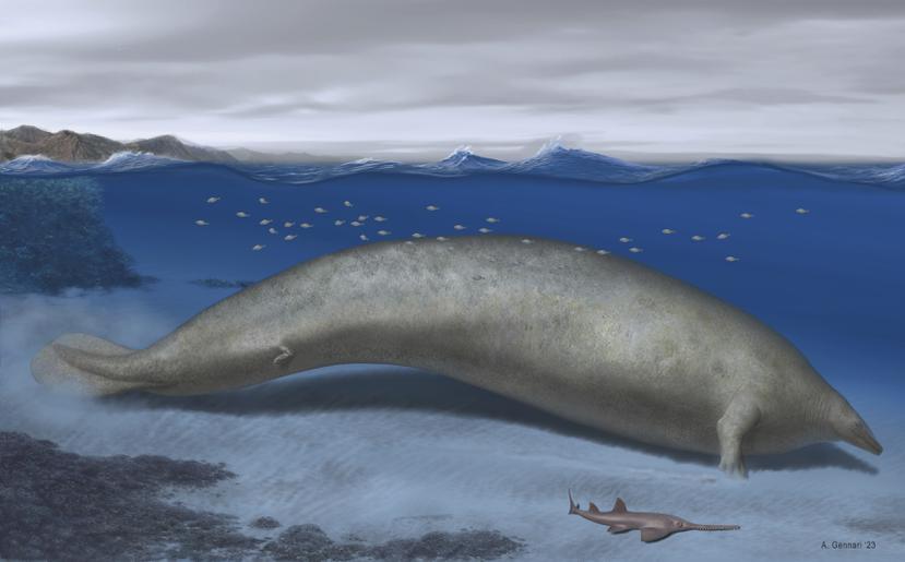 Esta ilustración realizada por el artista Alberti Gennari en 2023 muestra una reconstrucción de Perucetus colossus en su hábitat costero con un cuerpo de 20 metros de largo. La especie descubierta recientemente podría ser el animal más pesado que se conozca, desplazando de ese puesto a la ballena azul. Los científicos la han llamado Perucetus colossus, o "ballena colosal peruana" en su publicación en la revista Nature del miércoles 2 de agosto de 2023.