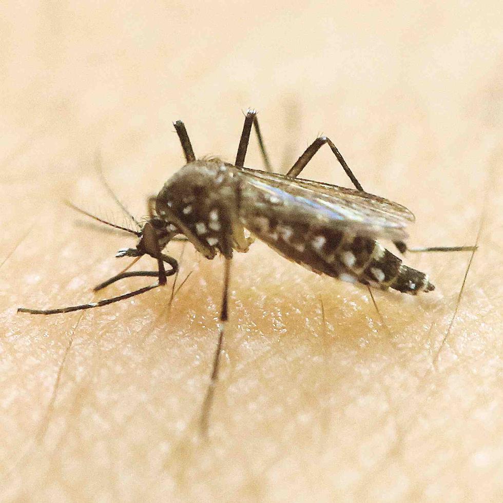 Cinco pasos para alejar a los mosquitos