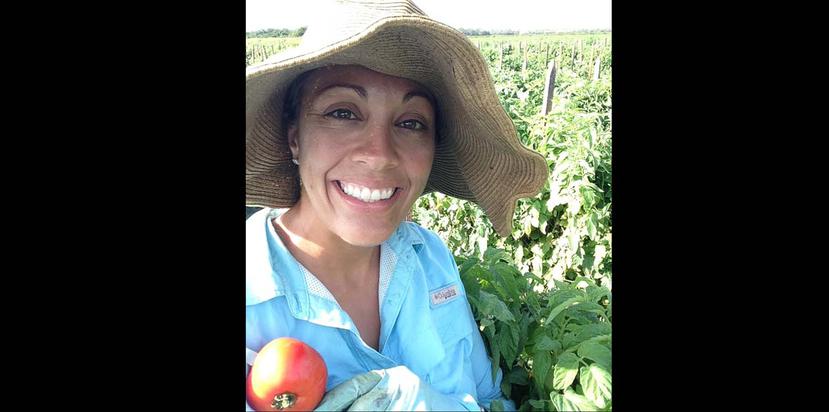 La agrónoma boricua Jasmine López Arvelo trabaja como investigadora evaluando híbridos de tomate en varios estados con el fin de encontrar una variedad casi ideal para cada tipo, que sea resistente a las enfermedades más prevalentes. (Suministrada)