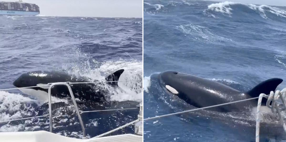 ¿Por qué orcas están atacando barcos en el sur de Europa?