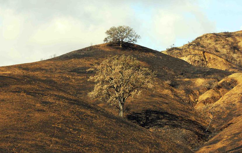 Dos robles lograron sobrevivir en una colina empapada por la lluvia y quemada tras el incendio de Woolsey en Agoura Hills, California. (AP)