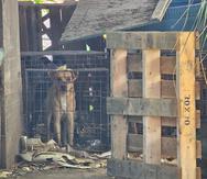 La Policía atiende un caso de maltrato animal en Bayamón luego de que se encontraran más de una decena de perros dentro de una casa abandonada.