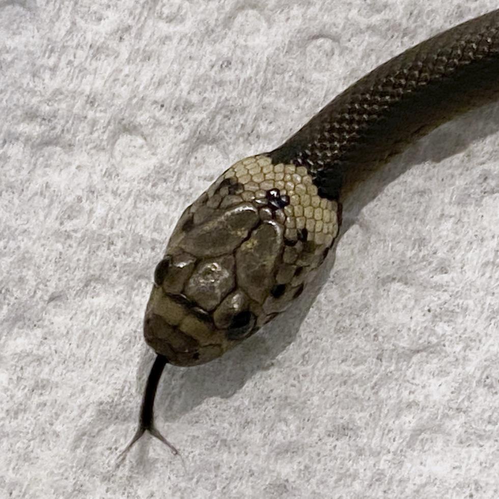 Se trataba de una serpiente venenosa cabeza pálida que, según las autoridades