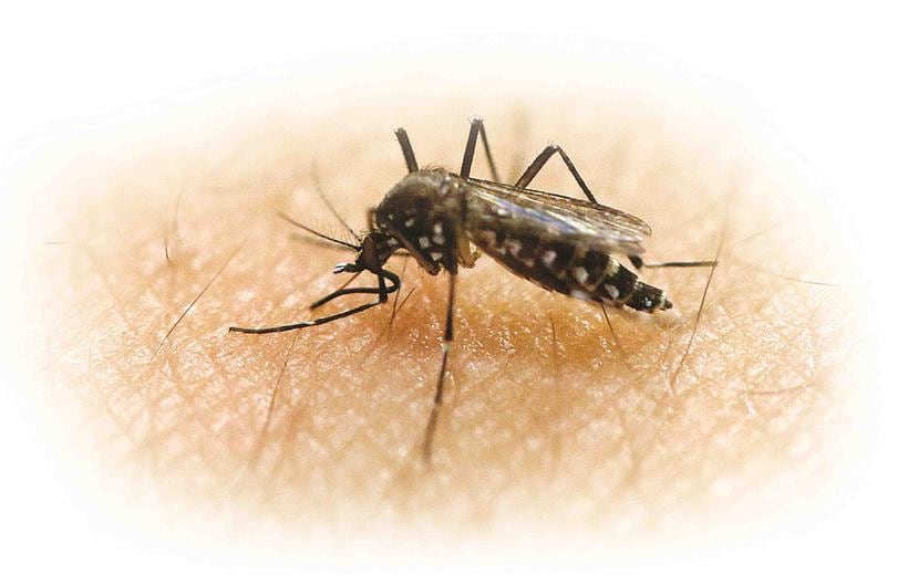 Los mosquitos serán liberados a lo largo de un período de nueve meses en un área conocida por ser un sitio de reproducción de la especie de mosquito Aedes aegypti. (Archivo)