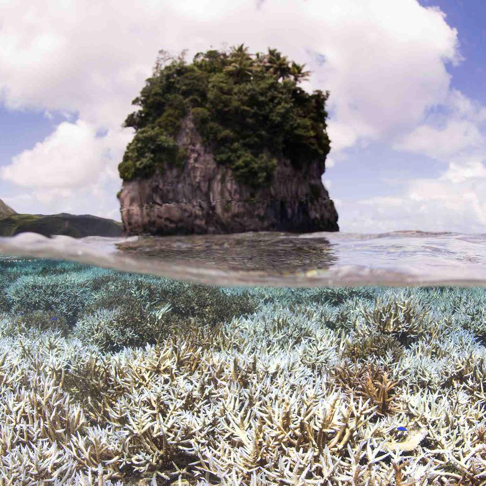 Desatado por el calentamiento global y El Niño, temperaturas altas récord en los océanos, este fenómeno está haciendo que los corales se vuelvan blancos y a menudo mueran. (XL Catlin Seaview Survey / AP)