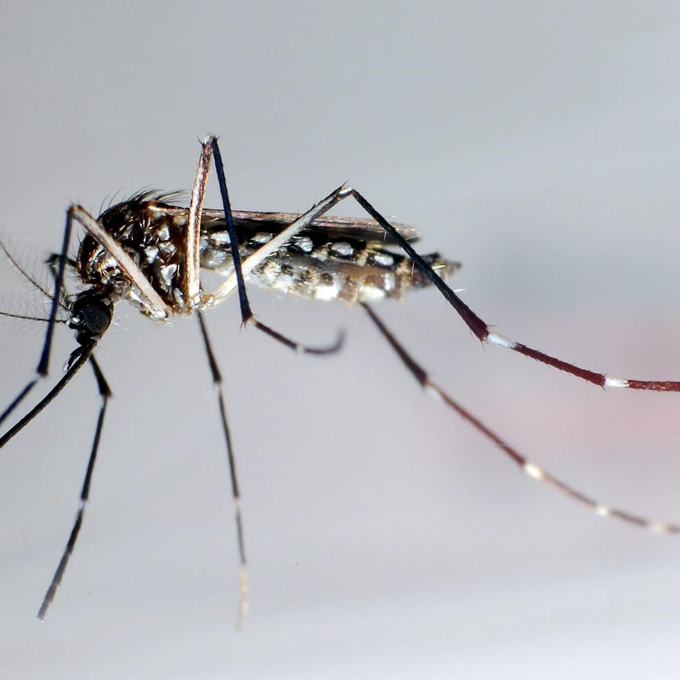COVID-19, dengue y mosquitos: riesgo que no se puede obviar