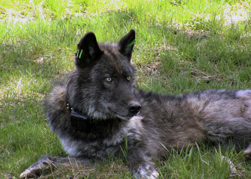 En esta fotografía del 19 de mayo de 2011, proporcionada por el Departamento de Pesca y Vida Silvestre de Oregon, se muestra a un lobo en el condado de Wallowa, Oregon. (Archivo / AP)