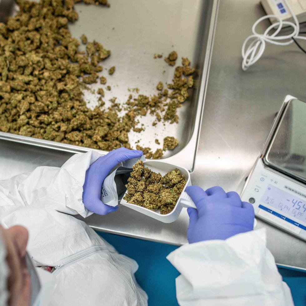 La Junta Reglamentadora de Cannabis Medicinal ha reportado seis escalamientos en dispensarios de cannabis en lo que va de 2023, mientras que la Policía reporta cuatro.