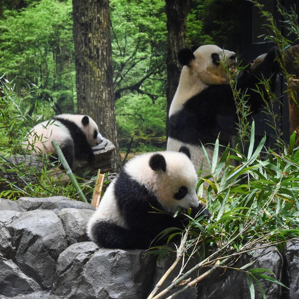 En esta imagen proporcionada por la Sociedad del Parque Zoológico de Tokio, las crías de panda nacidas en Japón Lei Lei, en el centro, y Xiao Xiao, a la izquierda, con su madre, Shin Shin, en el Zoo Ueno de Tokio, el miércoles 12 de enero de 2022.