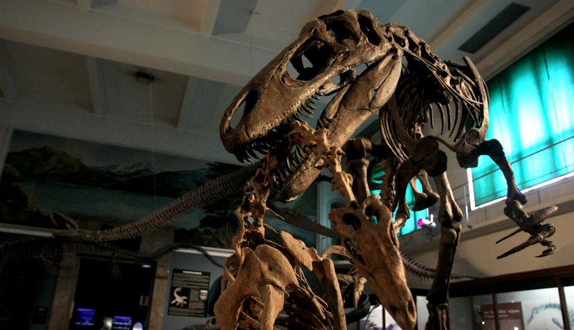 Vista de un dinosaurio en exhibición en el Museo Argentino de Ciencias Naturales Bernardino Rivadavia de Buenos Aires. (EFE).