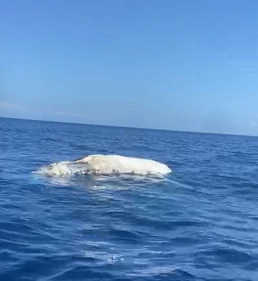 La ballena mide unos 25 a 30 pies.