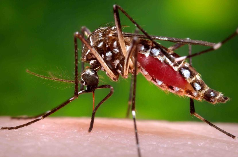 El mosquito del dengue es, también, el transmisor del virus zika. (Foto: Shutterstock.com)