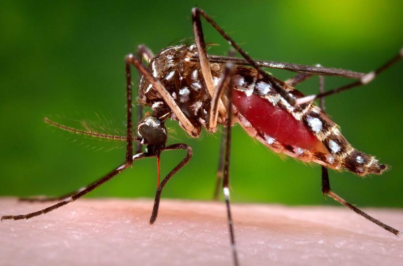 La secretaria de Salud enfatizó en que el uso de repelentes y ropa adecuada y la eliminación de criaderos son clave para la prevención del zika, así como del dengue y del chinkingunya. (AP)