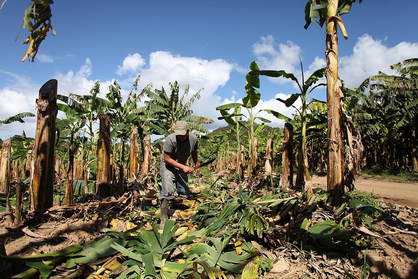 El estudio consistió en encuestar a 200 asesores agrícolas (funcionarios en contacto directo con los agricultores) en Puerto Rico e Islas Vírgenes. Las encuestas se hicieron en 2018.