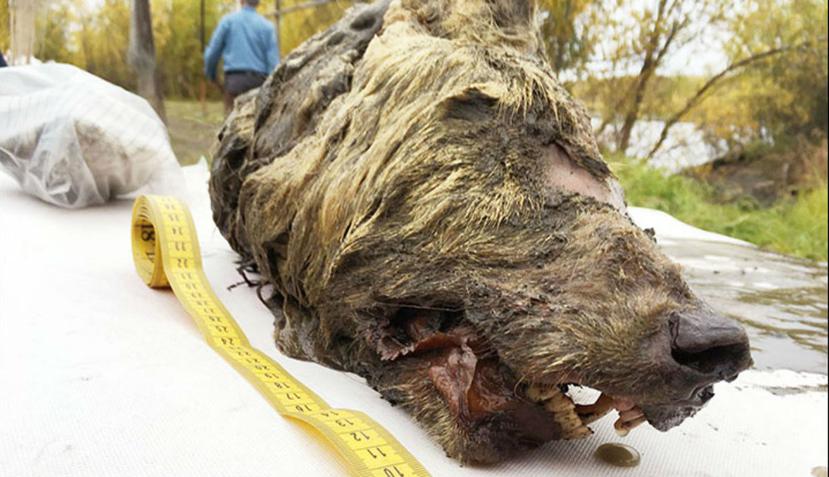 El gigantesco cráneo de 16 pulgadas mide un 50% más de lo que mide la cabeza de un lobo moderno (Albert Protopopov/Republic of Sakha Academy of Sciences)