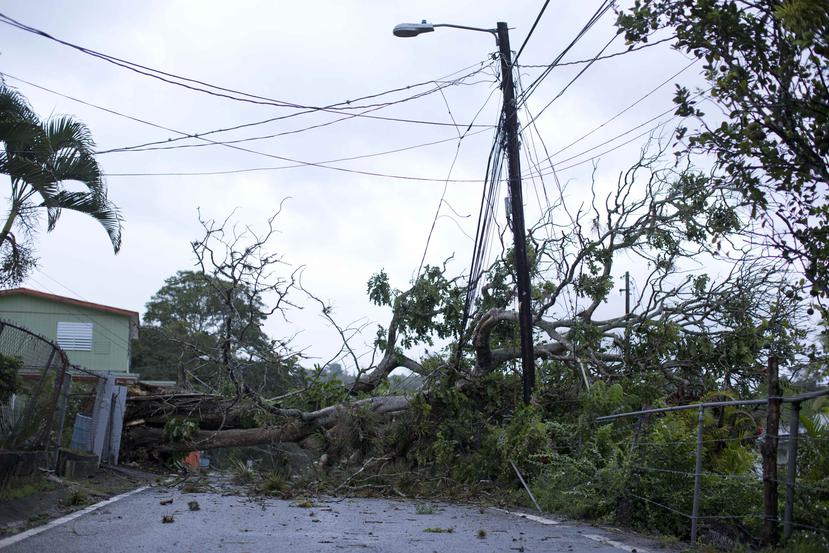 Los principales incidentes reportados se tratan de árboles caídos y algunos que han afectado el tendido eléctrico.