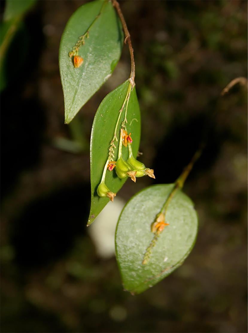 La Lepanthes rupestris es una orquídea endémica del Bosque Nacional El Yunque. (Suministrada/Wilfredo Falcón)