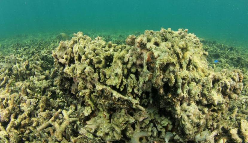 La medida prohibiría los productos que contienen oxybenzone y octinoxate que, según estudios, provocan la decoloración de corales. (Facebook/ Ban Toxic Sunscreens Hawaii)