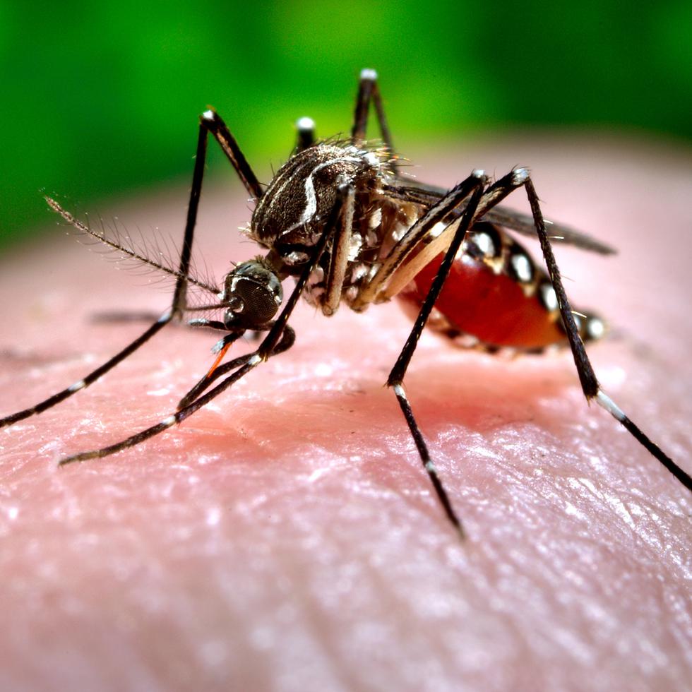 El Ministerio de Salud (Minsa) emitió un decretó que oficializó la medida, que busca “abordar de manera más efectiva la epidemia del dengue que afecta a varias regiones y provincias del país”, según señaló este domingo un comunicado oficial.