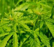 La planta de cáñamo se distingue de la de cannabis por sus hojas más angostas. El “hemp” tampoco contiene elementos psicoactivos, a diferencia de la marihuana. (GFR Media)