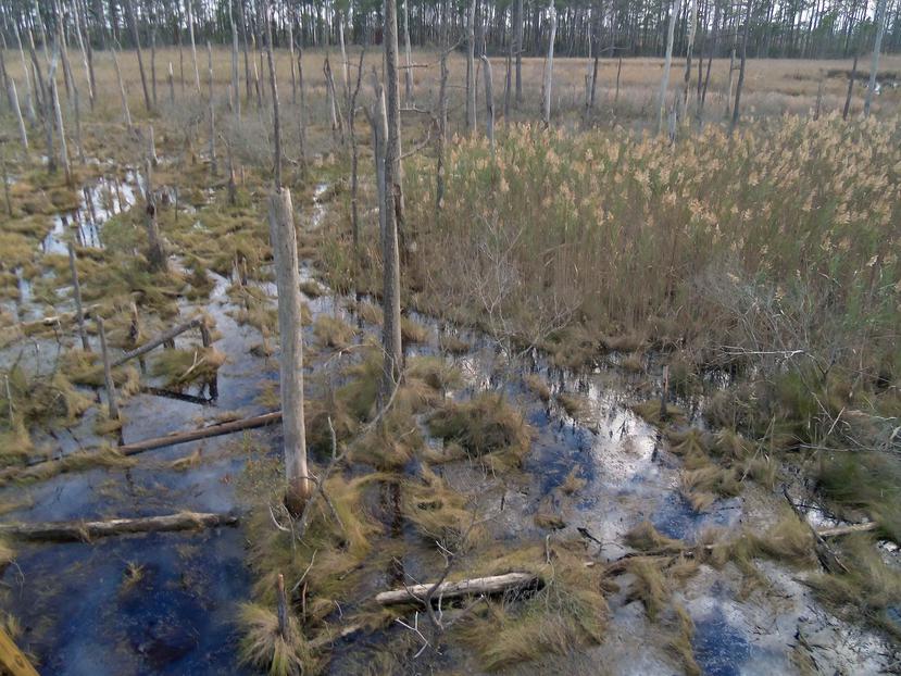 La aparición de bosques fantasmas es particularmente notable en lo largo del río Savannah, entre Georgia y Carolina del Sur, según Noe. (The Associated Press)
