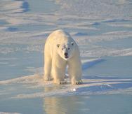Oso polar en el hielo. (Shuttestock)
