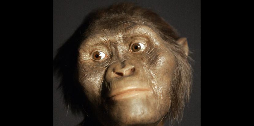 En 1974 se encontró el fósil del homínido Lucy, un "Australopiteco afarensis" de 3.2 millones de años de antigüedad. (AP / Pat Sullivan)
