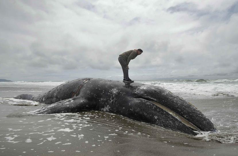 Un hombre se para sobre el cadáver de una ballena en Ocean Beach, en San Francisco. (AP/Jeff Chiu)