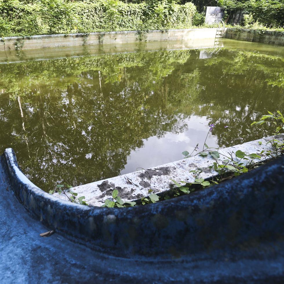 La Unidad de Control de Vectores recomienda que, en piscinas de cemento, se utilicen herbicidas para matar las larvas de los mosquitos.