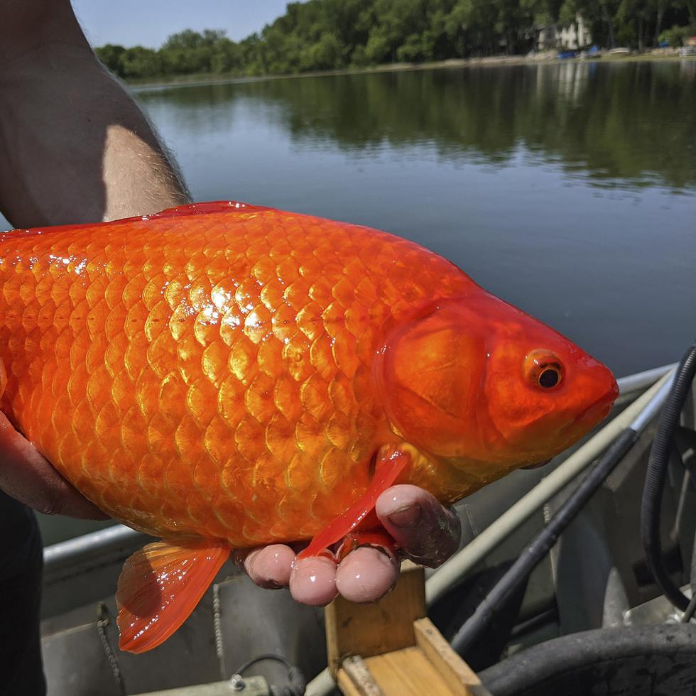 En esta foto distribuida por la ciudad de Burnsville, Minnesota, se muestra un pez dorado gigante capturado en el lago Keller durante un estudio de la calidad del agua.