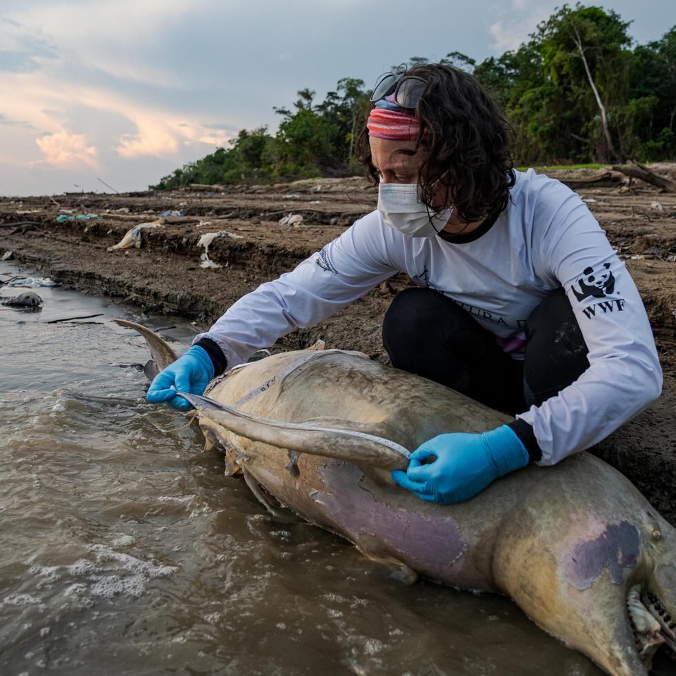 Fotografía cedida por el Instituto Mamirauá el 21 de septiembre de 2023 de un experto analizando los restos de uno de los delfines fluviales amenazados en el río Tefé, en la Amazonía.
