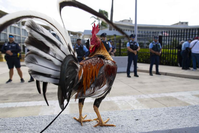 La prohibición a las peleas de gallo entraría en vigor el 21 de diciembre. (GFR Media)