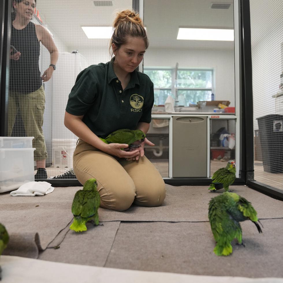 Carolyn Page Smith, especialista en cuidado de animales en la Fundación de Conservación de Especies Raras atiende a amazonas frentirrojas y nuquigualdas en Loxahatchee, Florida.